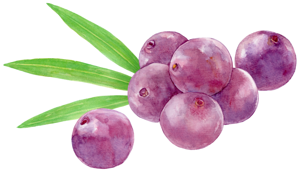 Imagem de uma ilustração de uma fruta de açaí.