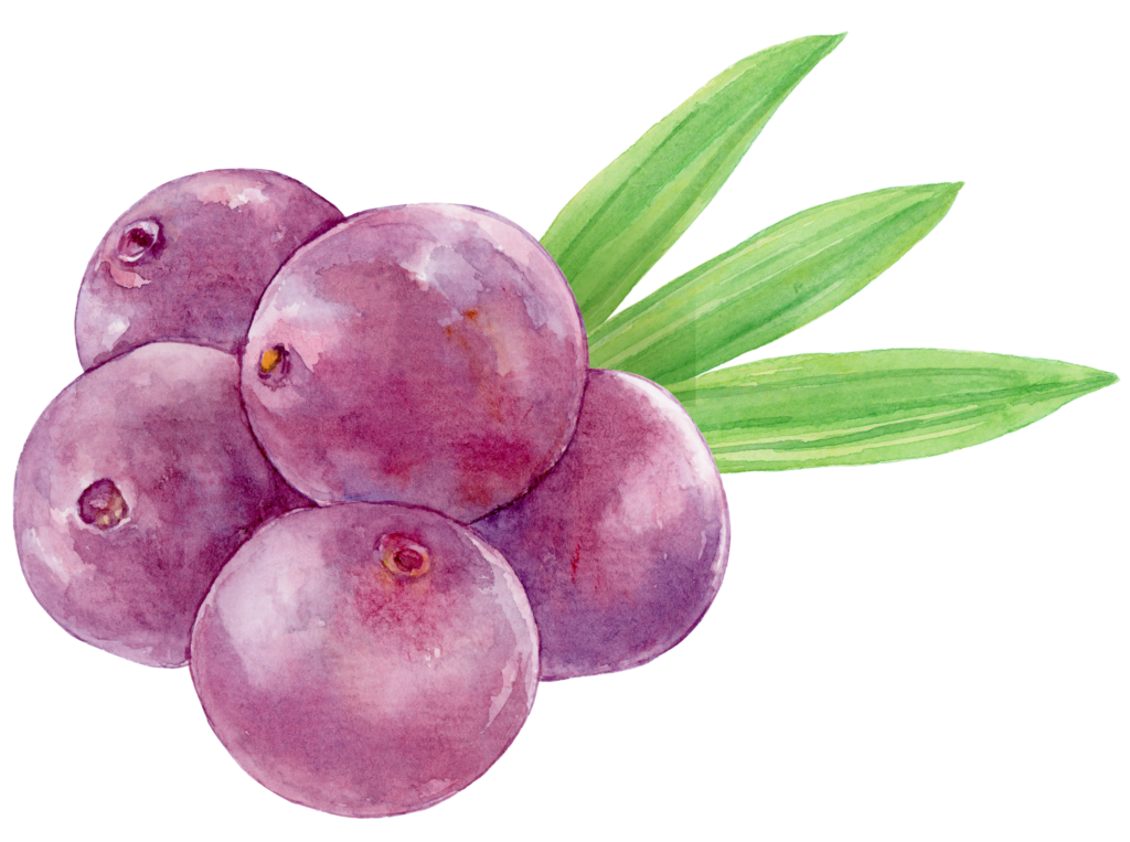 Imagem de uma ilustração de uma fruta de açaí.