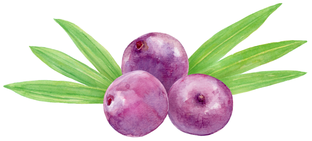 Imagem de uma ilustração de uma fruta de açaí.